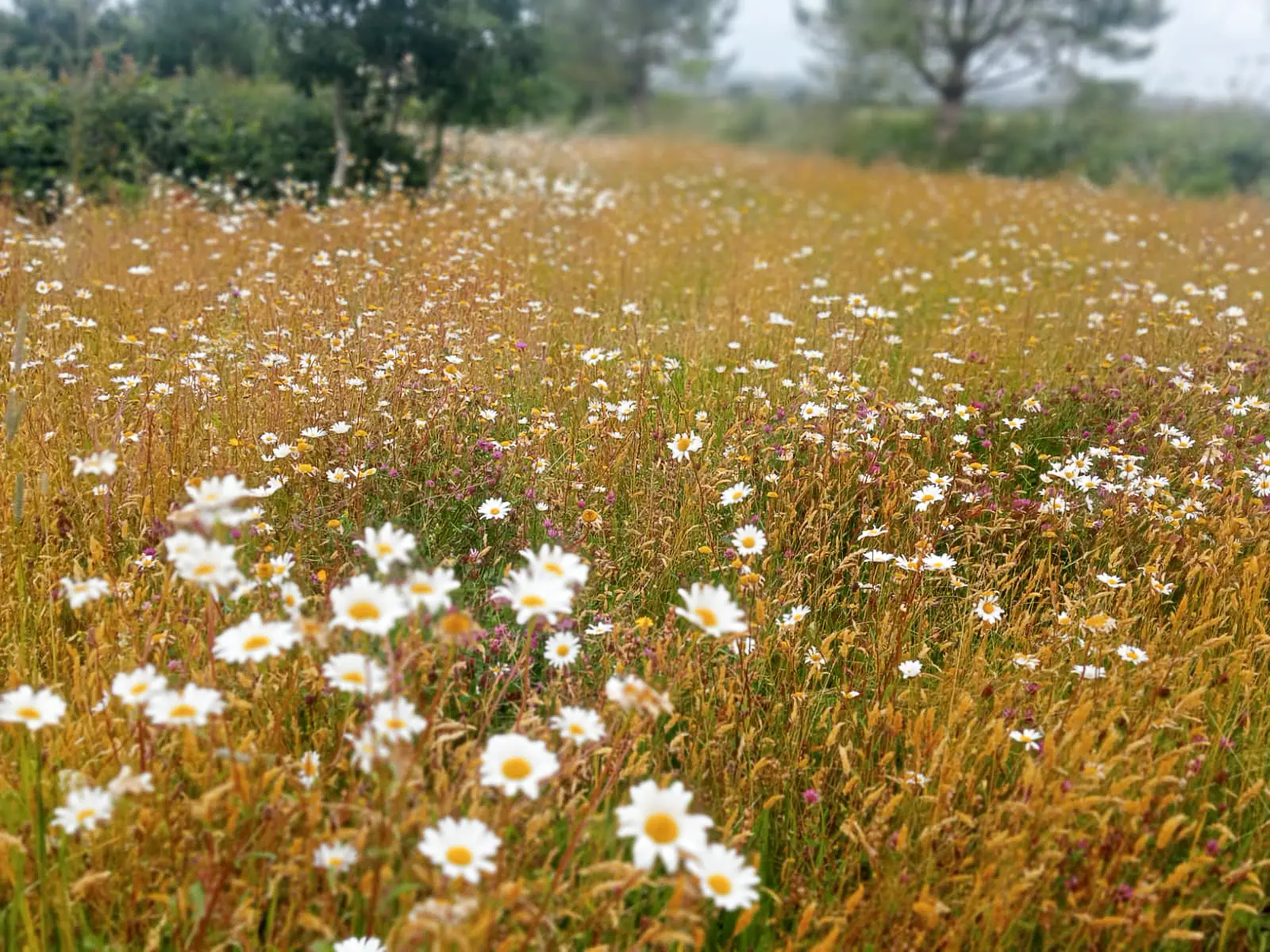 skyegrove wildflower meadow - rye grass, poppies